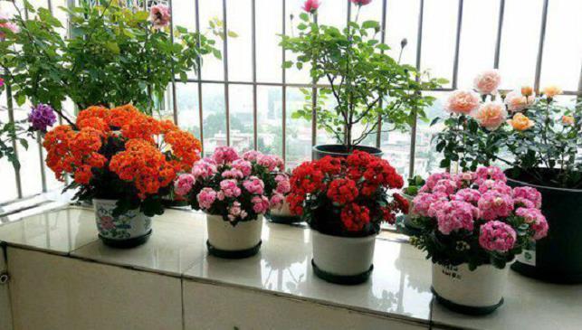 土壤|5种易繁殖的花,只需养1盆,1年繁殖几十盆,送亲朋倍有面子!