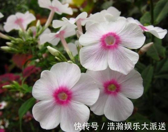 凤仙花|喜欢月季，不如试试“精品玫瑰”紫雾凝霜，群芳争艳，妩媚动人！