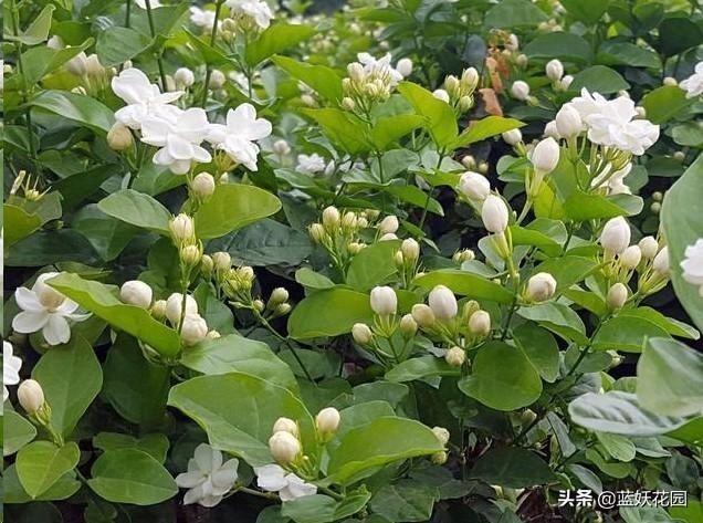 茉莉|茉莉花如何开花多不黄叶简单一招，从夏季爆开到深秋