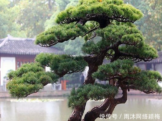 花粉|越“老”越值钱的“3种”植物,花粉都成“天价”,你家有养吗?