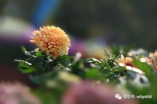 唐诗宋词鉴赏!国家灭亡后,南宋和尚坐着、躺着都朝南方,还写下一首诗以明心志