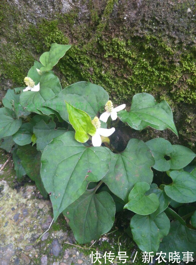 盘点那些年割过的6大猪草:以往没钱也不想吃,如今1盘菜几十元