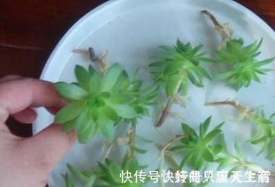 爆盆|为何别人的肉肉轻松就爆盆,原来他们种了这种会生“宝宝”的多肉