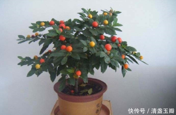 养花|养花的一些技巧,学会了你能养好花!