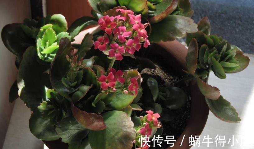 花卉|入秋后养花,这4个层面没有顾及到,生长旺期的植物一样会黄叶