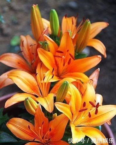 光照|百合开败了别扔!给它“补补身”,明年花更美,还生出一窝胖球球