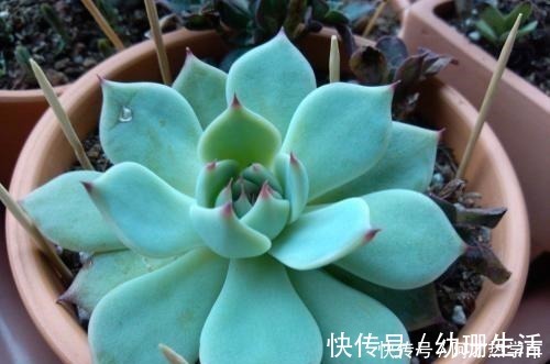 摊大饼|多肉变成一张大饼,该咋救这一招绝对好使!多肉变成一张大饼,该咋救这一招绝对好使!