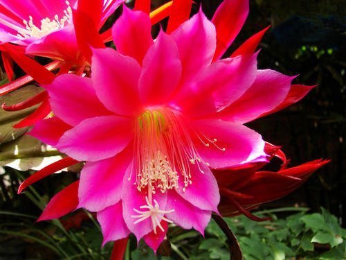 成长期|此款仙人掌，比绿萝好养，比荷花好看，简单易成活，花开硕大