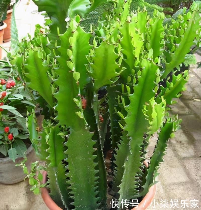 什么属相养什么“花”,一看就明白,看看你养对了吗