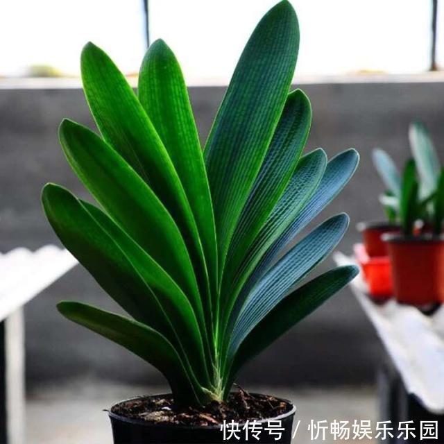 君子兰|4个养“君子兰”的小口诀,叶子厚又亮、满盆大白根,轻松养好!