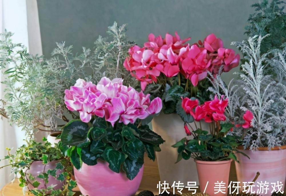 七种“富贵花”,适合冬天养,寓意吉祥又大气,关键还喜庆