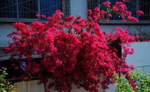 养了5年三角梅,从不控水,依然爆花,教你两招,一茬接着一茬开