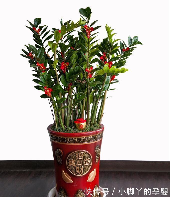 冬季养花,了解“七忌”,简单实用,安全过冬