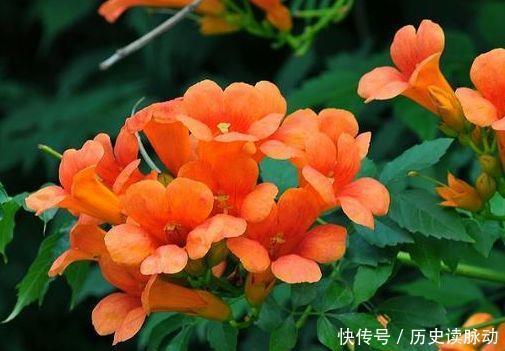 超高|颜值超高的几款花,净化空气1级棒,空气清新,高雅优美