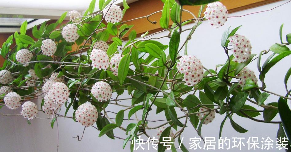 花土|没有院子,受限于盆栽就养情人球兰,照顾到3点,花期长、香味浓