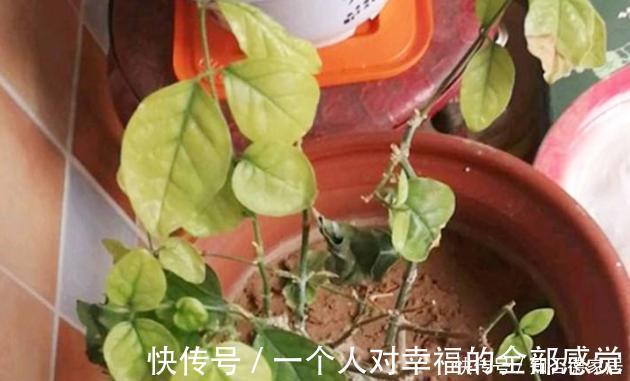 浇花|这5样“小药丸”不值钱,过期了却仍能磨粉养花,好处多多