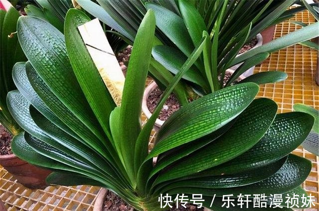 8种“洋气花”，天冷别喷水，不然黄叶、掉花苞，越养越难看