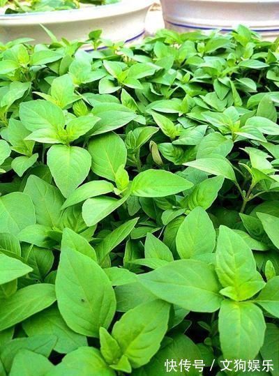 养殖|总用泡沫箱养花种菜,好不好听听过来人怎么说