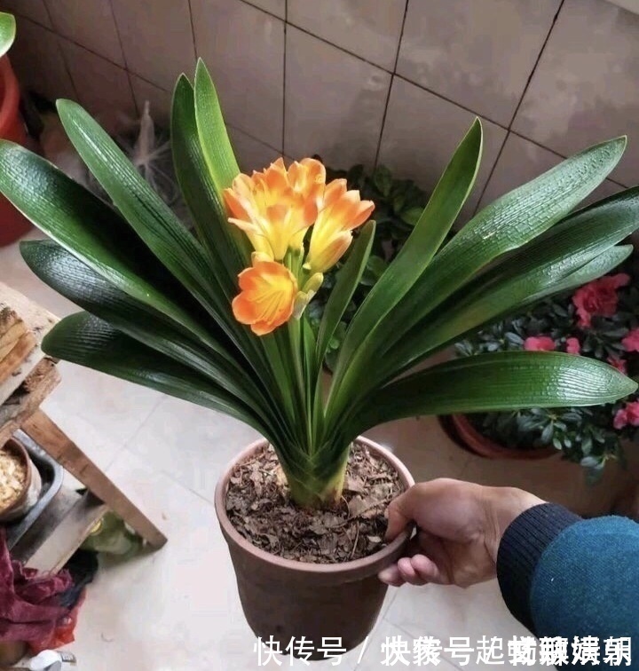 3个养花“小技巧”，越早知道越好！养花百分百成活，1分钟学会