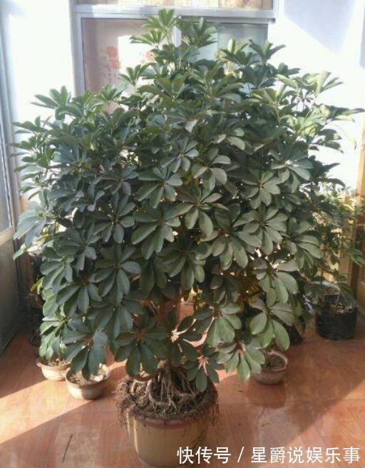 客厅盆栽植物如何达到装饰美化的目的？养4种绿植，好看又好用