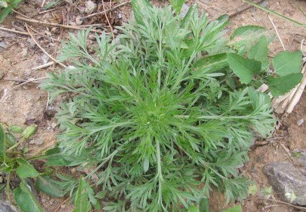 中药|春天吃野菜身体更健康,此4种野菜是天然中药,没事常吃身体更棒