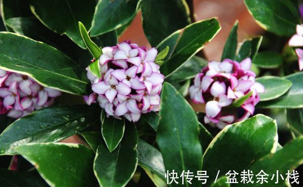 养花试试这几款,摆在室内,整个家里都飘满了香气