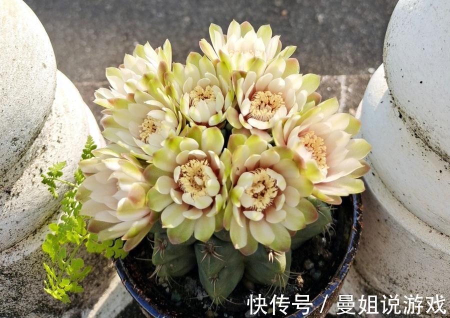 如何利用自己找到的野土养花,为你们指点迷津,拨开迷雾求真知