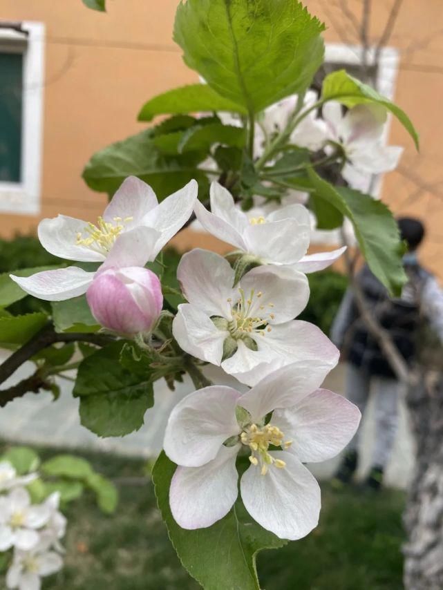 舒卷烟霞自掩映，半山芳菲绕窗棂 ——开元邀你来赏花（一）