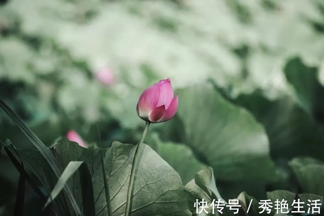 贾谊论&苏轼散文名句15则,学做人、学处世,你会受益无穷