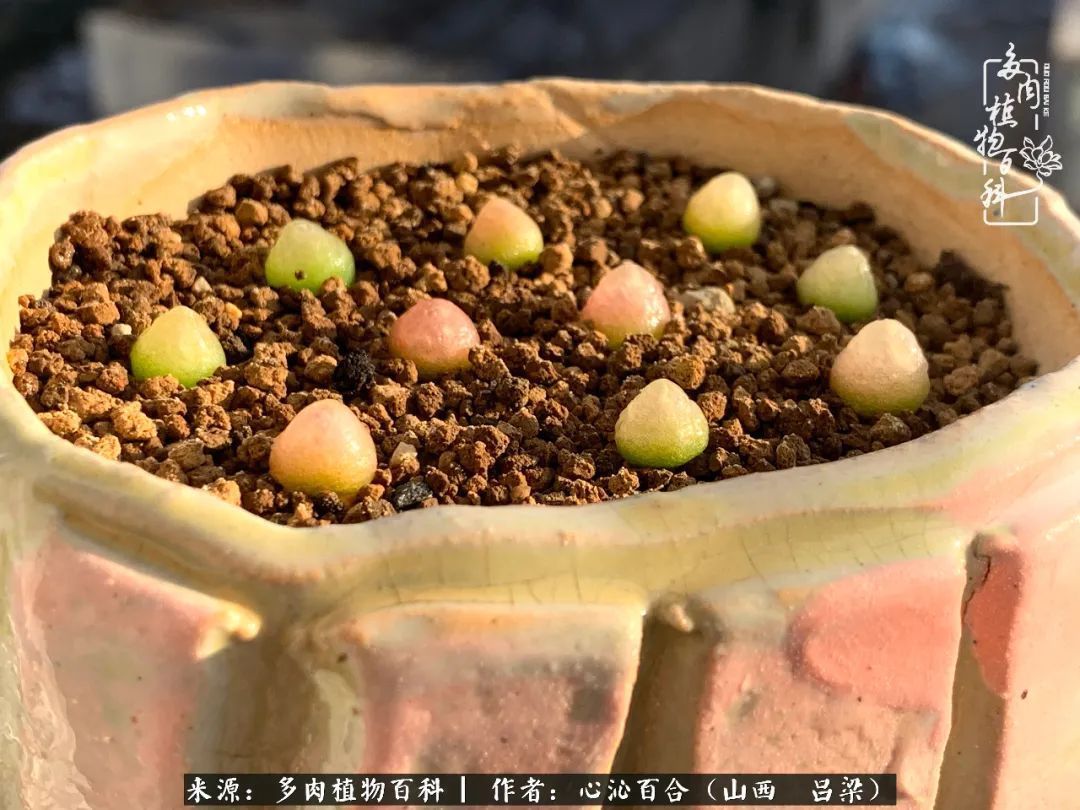 夏季的多肉,绿色才是主色调!努力呵护,期待绽放的那一刻!