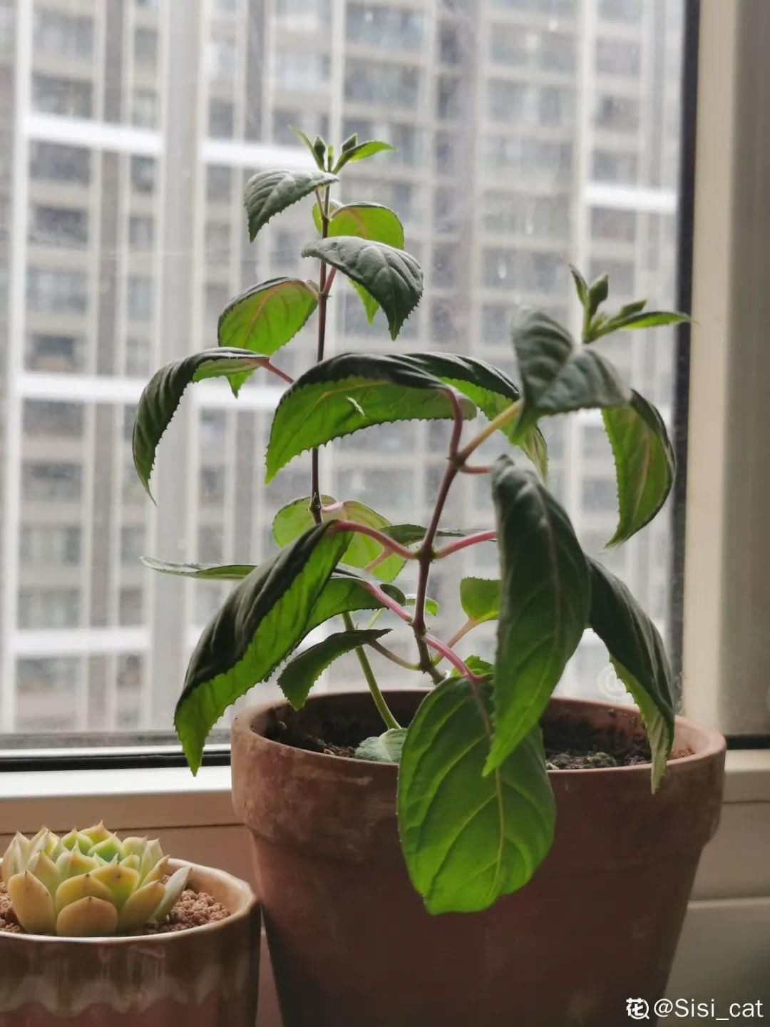 浇水|警惕秋老虎，别让你的花，度过夏天，却死在秋天