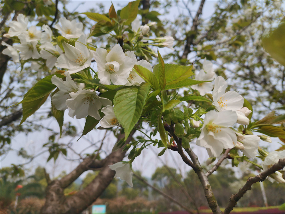 美丽吉安：樱花盛开 繁花似锦 灿若云霞