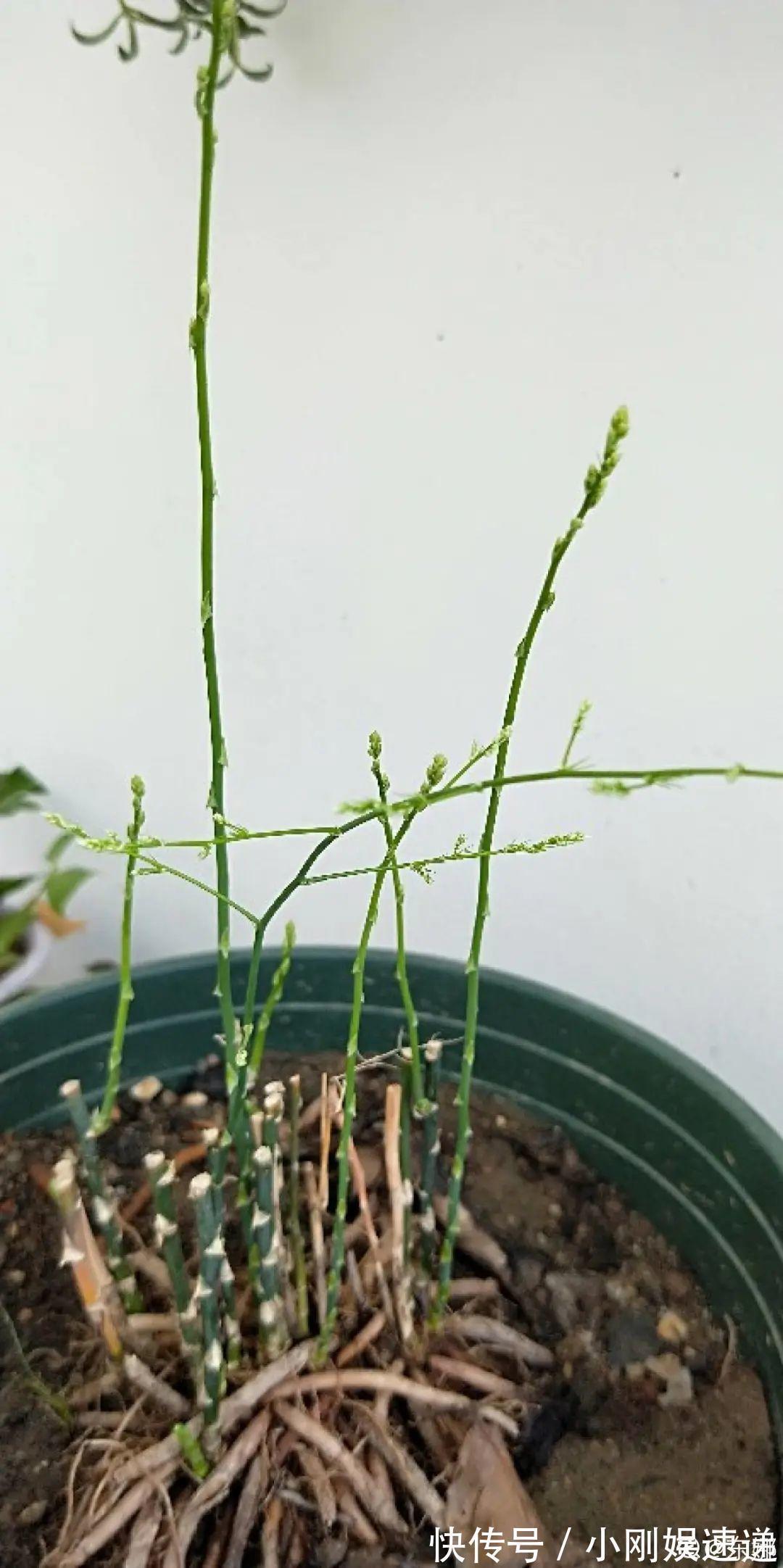 叶片|10种花特怕晒,越晒越黄叶,搬阴凉地儿才能活!