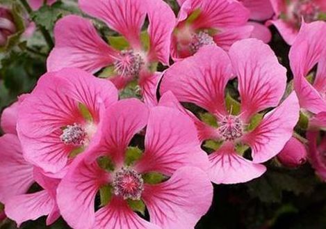 不知道养什么花,不妨看看这些花草,不仅好养殖,开花还爆满