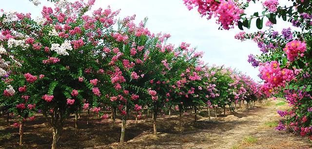 春游江淮|春游江淮请您来丨藏不住!《肥西初夏野餐地图》出炉，大片等您来