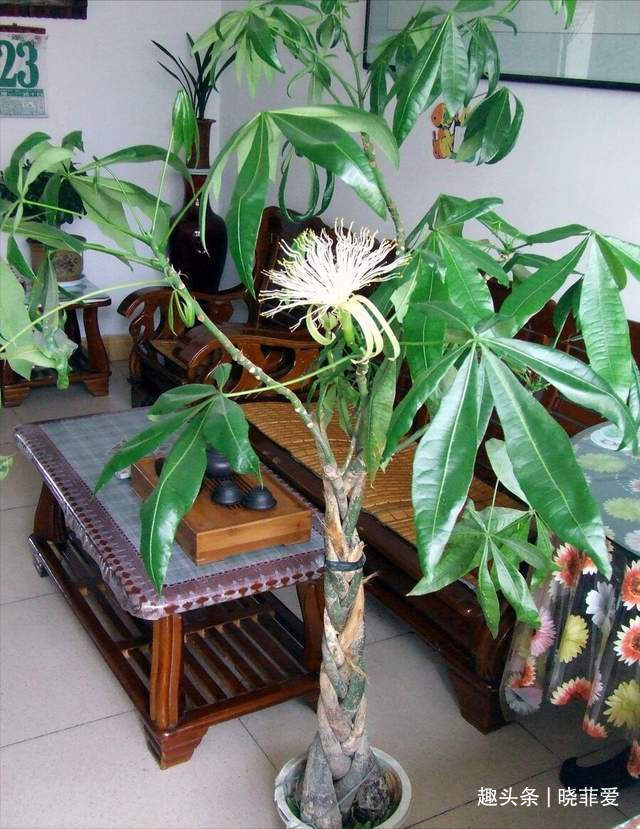 寓意|6种植物，花开富贵“好兆头”，能养开花是“高手”，你家有吗