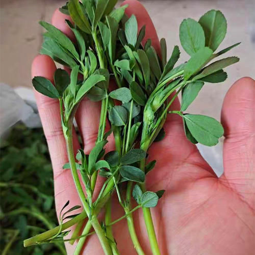 特香|这菜浑身都是宝,可惜很多人当草,经常上火多吃点,拌一拌特香!