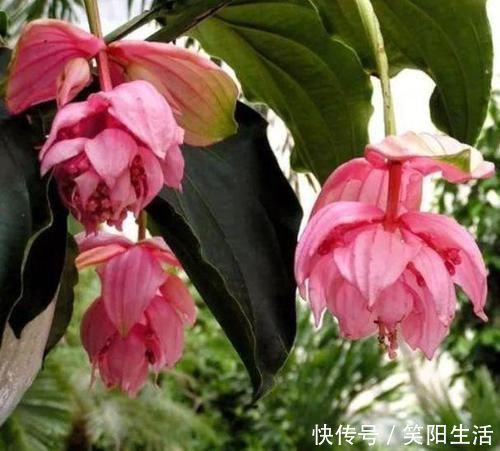 叶子|超漂亮的4种花,浇点水就狂开花,开成花海美极了