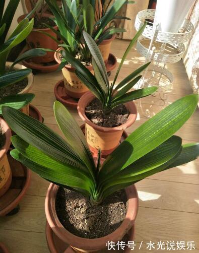 君子兰|做好“2件事”,君子兰“根壮”,新叶多,年年开“爆盆”