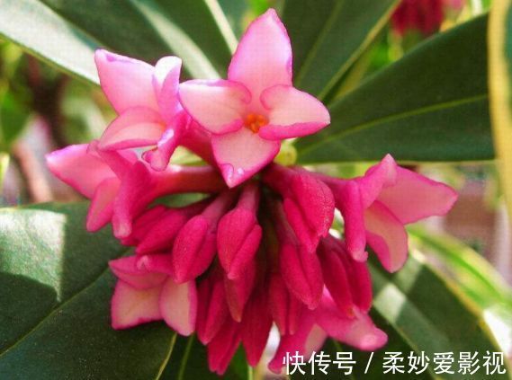 大丽花|养花杀手，试试此几款小花，养在阳台就能四季开花