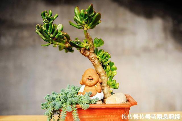 这些多肉很好养,容易养成“树”,还特别容易爆侧芽