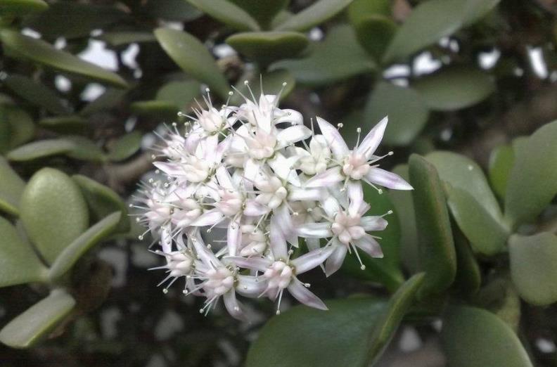 修剪|养玉树,1个月剪1次,植株不休眠,新芽蹭蹭窜,2年成老桩