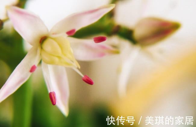 花友|想让玉树开“琼花”，秋天就要努力了，错过时机要等一年