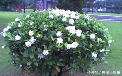 比“雨水”浇花还好,这种水家家有,浇花不用施肥,百利无一害
