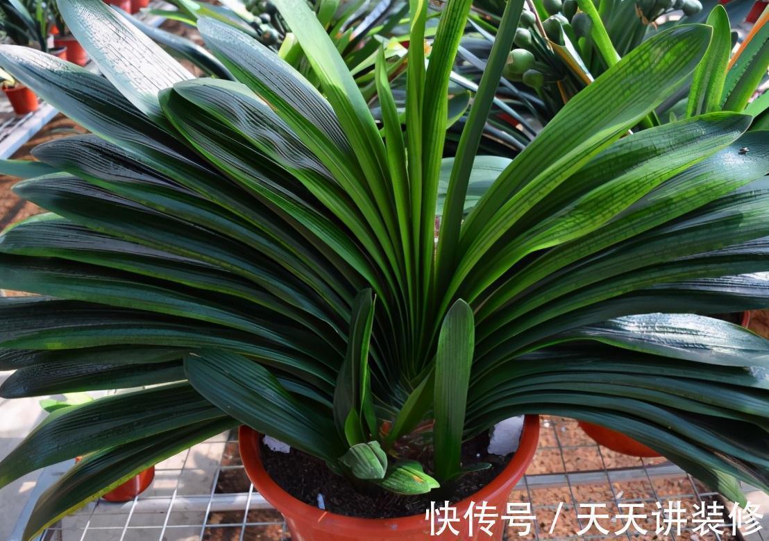 金银花|5种“养人花”,你养着它,它也养着你,家里空气清新,人健康