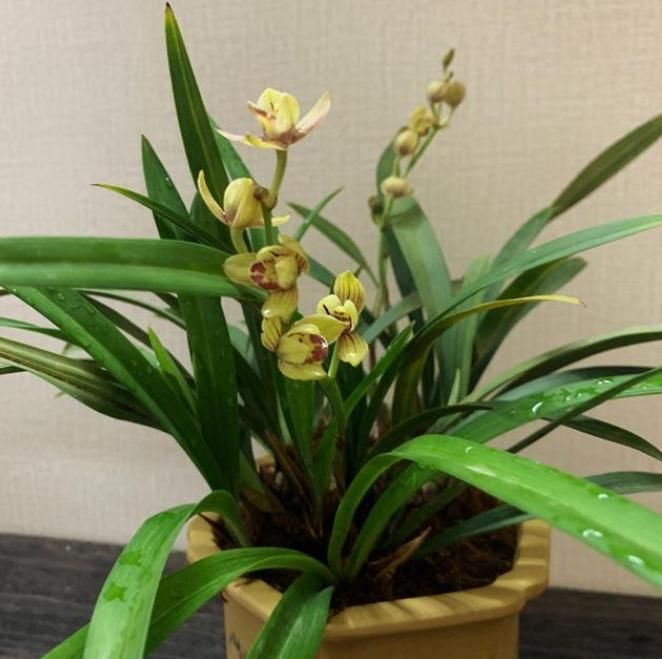  美美|北方养兰难，注意这些照样养出美美的兰花