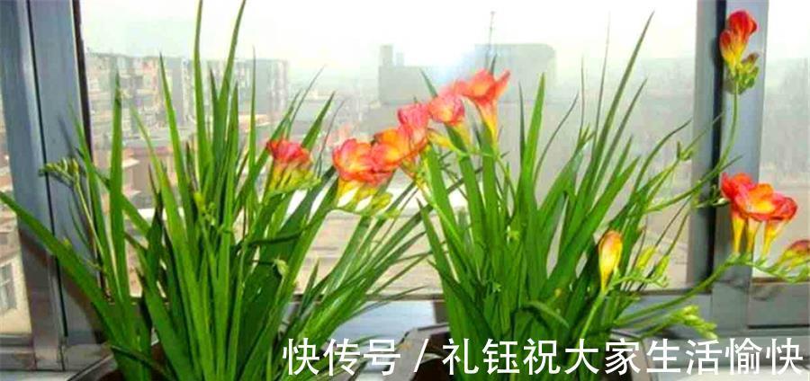 韭菜|兰花中的“香水之王”,比韭菜长得快,优雅清新,香气迷人