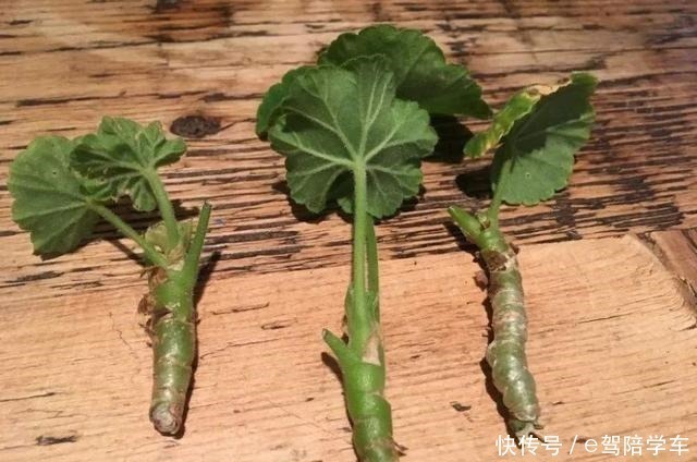 叶片|掐了一个叶片丢盆里,一年长满了花盆,连续七八年都开花!