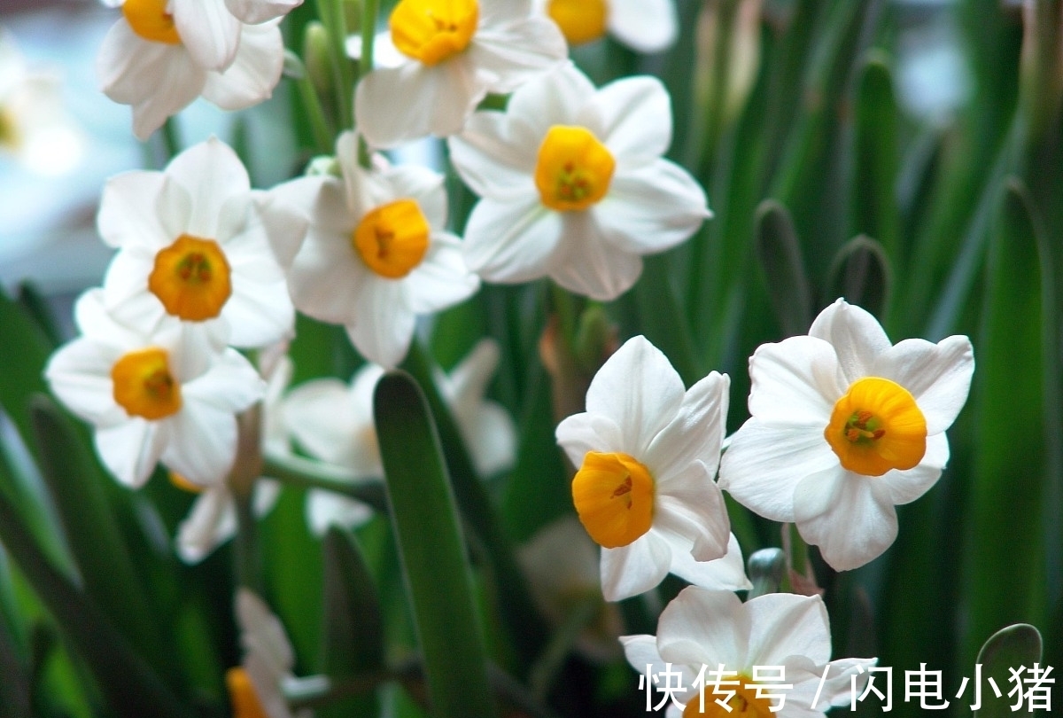 幽香#水仙花诗词22首:盈盈粉面枝头意,借水寻春踏翠波?