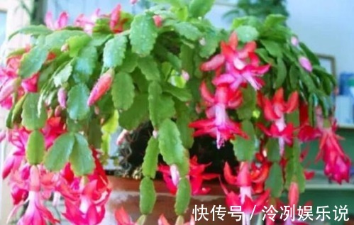 “1种料”用来养花,不烂根、不黄叶,比啥肥都好,养啥花都旺!